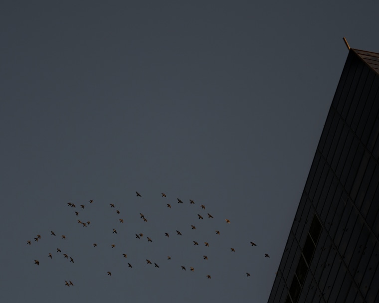 A flock of birds fly past a vacant skyscraper in downtown Springfield.