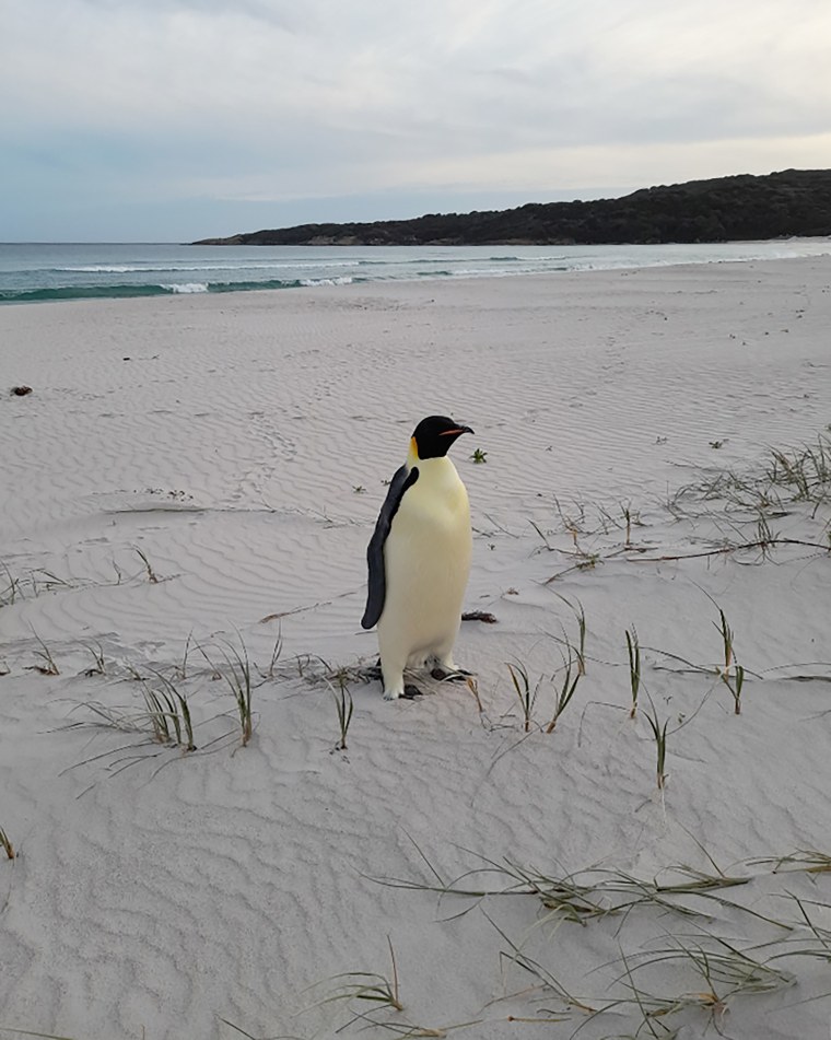 Emperor penguin discovered on the coast of Western Australia. 