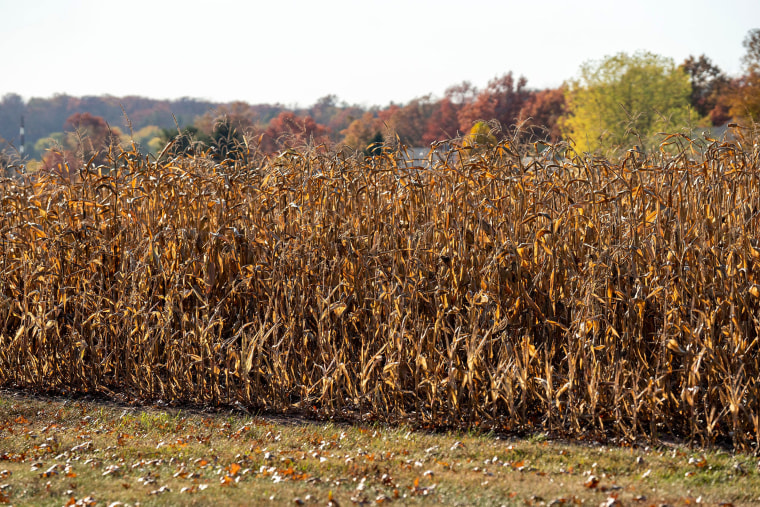 Rows of drought-stricken corn 