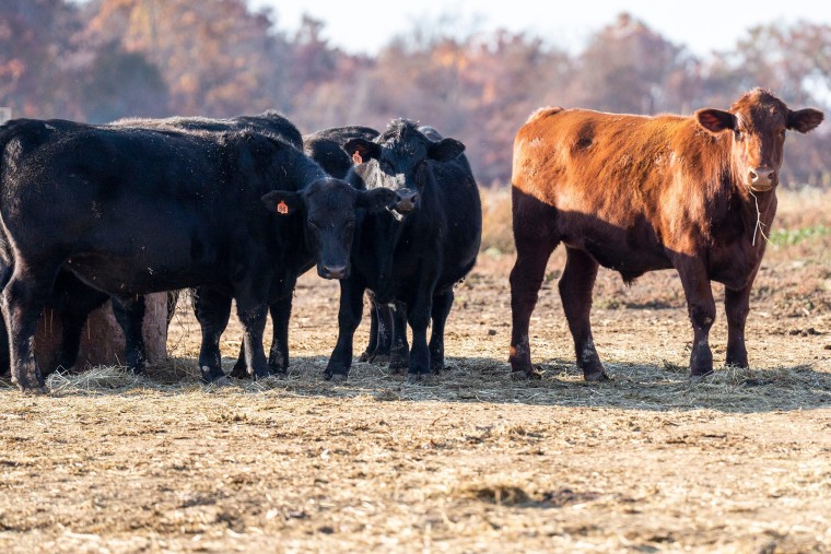 Cows eating on the side of the Penn View Farm building