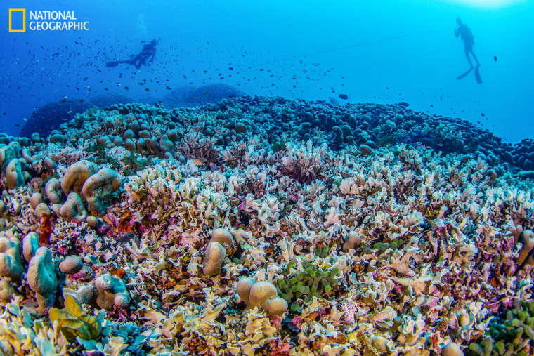 Massive coral reef discovered off the coast of the Solomon Islands