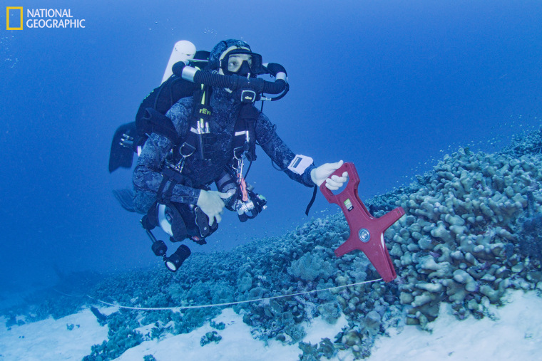 Massive coral reef discovered in the Solomon Islands