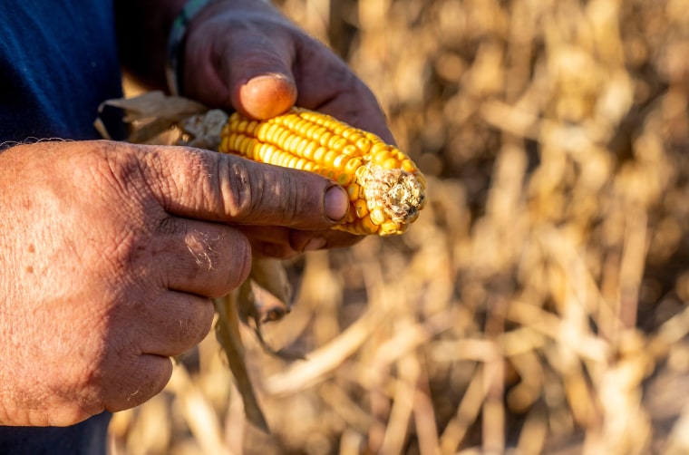 Mark Hockman, of Penn View Farms, shows the damage done to drought-stricken ear of corn in Perkasie, Pa., on Oct. 22.