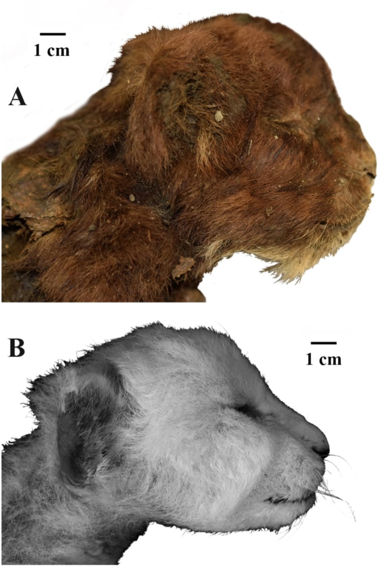 A. shows the frozen mummy and B. shows Panthera leo (Linnaeus, 1758), a modern lion cub's remains.