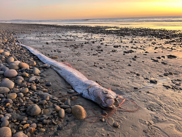 An oarfish found in Encinitas, California, this month.