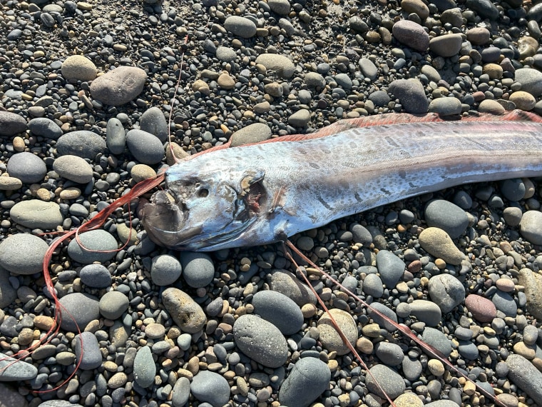 Rare Oarfish, Deemed 'Doom Fish,' Washes Up on California Beach