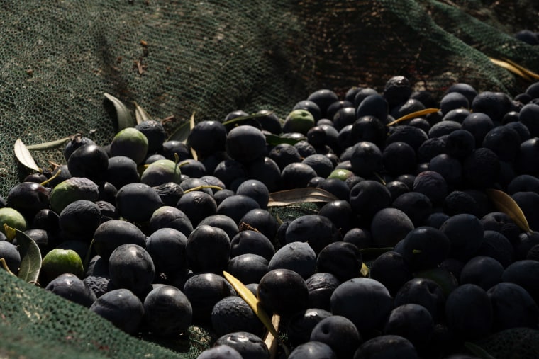 Olive Groves in Lebanon Threatened by Israeli Strikes