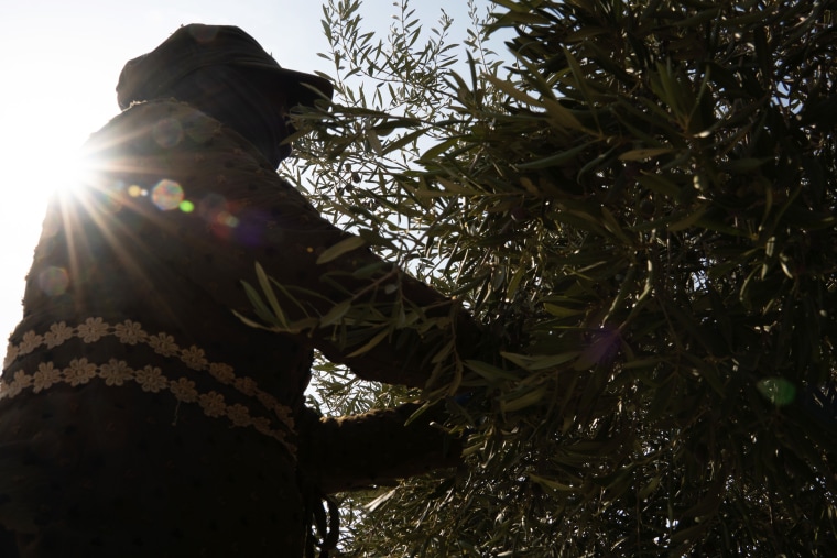 Olive Groves in Lebanon Threatened by Israeli Strikes