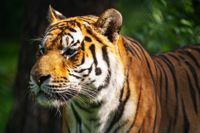 La primera generación de tigres siberianos en el parque Serengeti