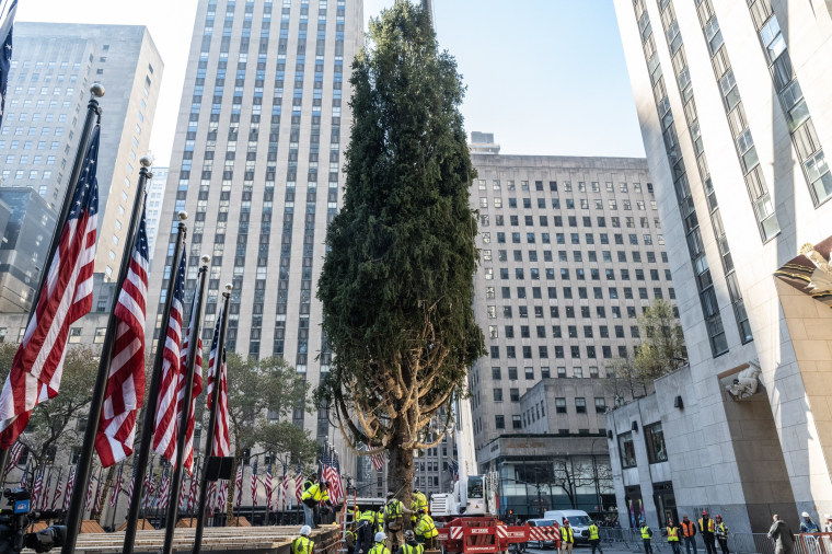 Workers install the Rockefeller Center Christmas tree on Nov. 9, 2024, in New York City.