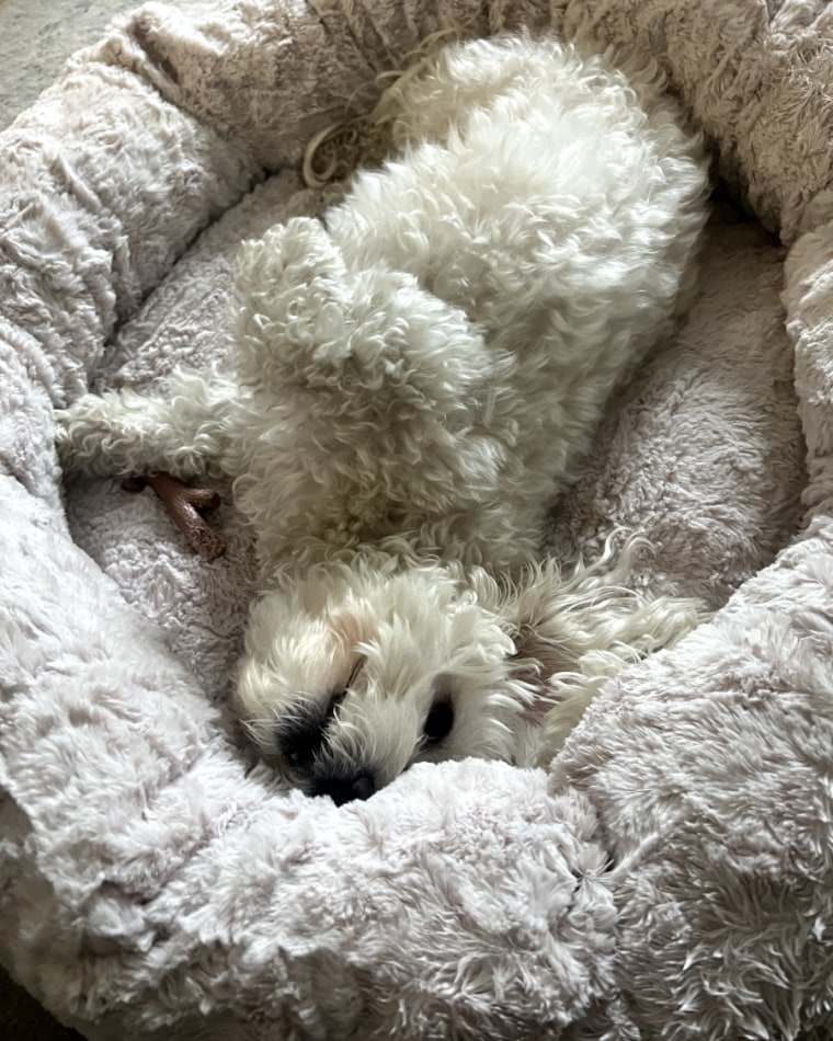 Small white dog laying on a plush shag dog bed