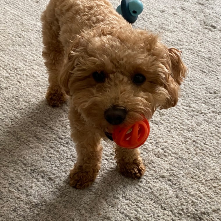 Small brown dog with orange ball in his mouth