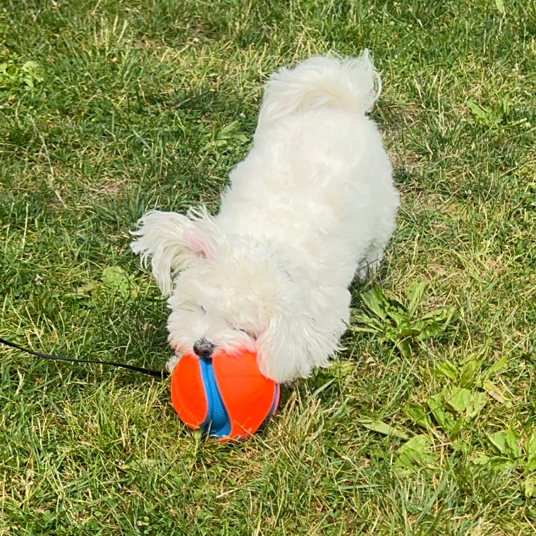 Small white dog playing with ball on grass