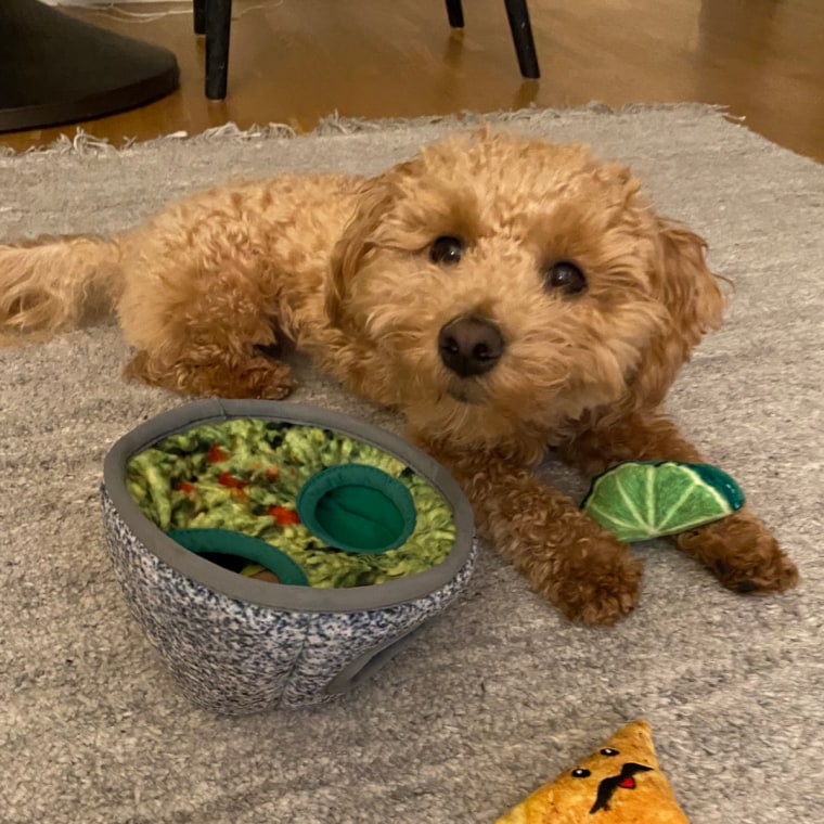 Small brown dog with guacamole and tortilla dog toys