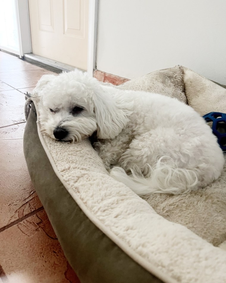 Small white dog sleeping on bolster dog bed on tile floor