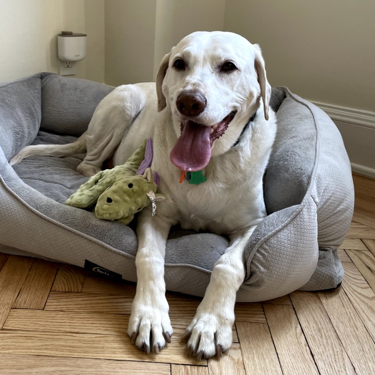 Yellow lab in dog bed with dragon toy