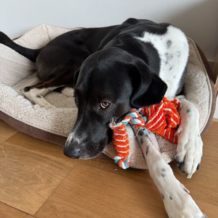 Black and white dog laying in bed cuddling with dog toy