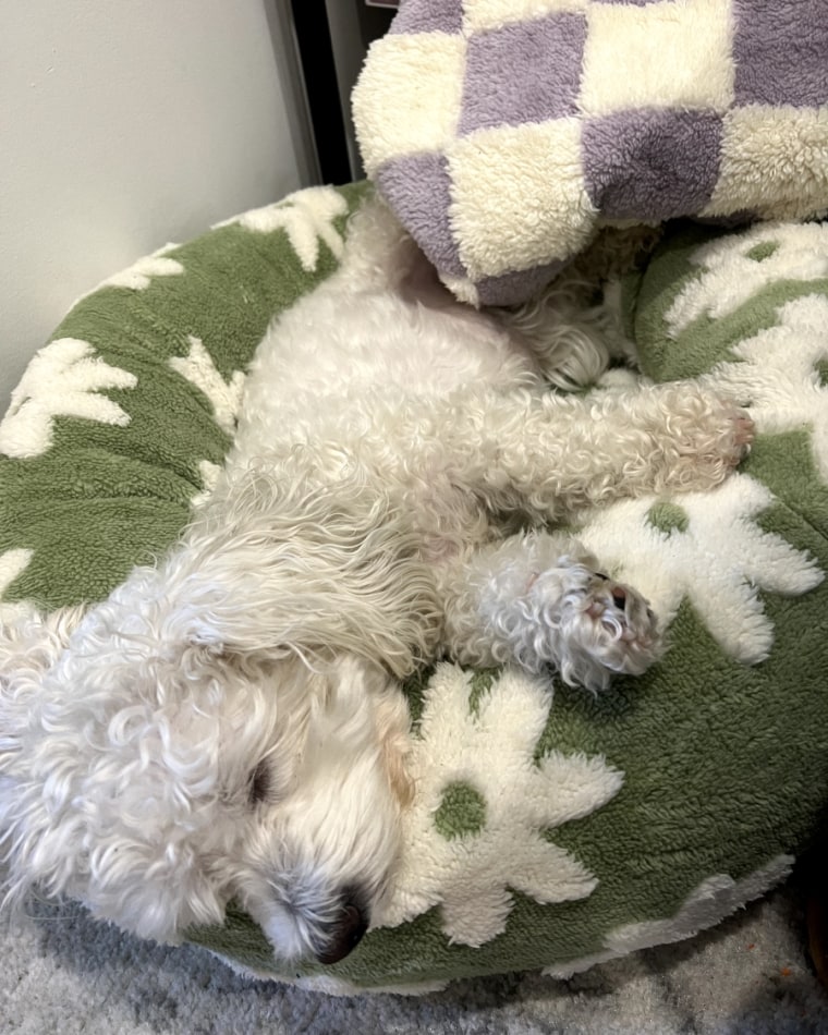 Small white dog laying on green and floral-patterned dog bed