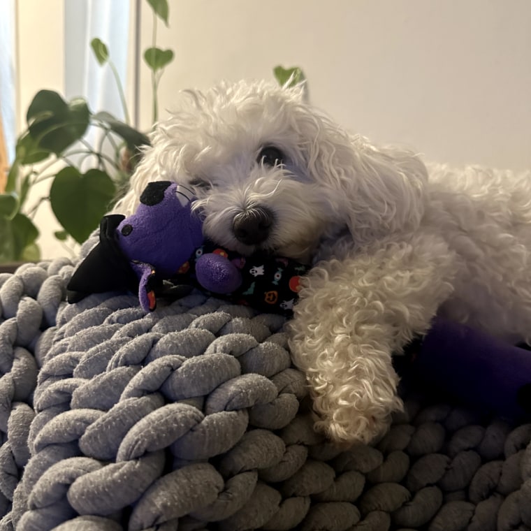 Small white dog sleeping on gray blanket with Halloween-themed toy