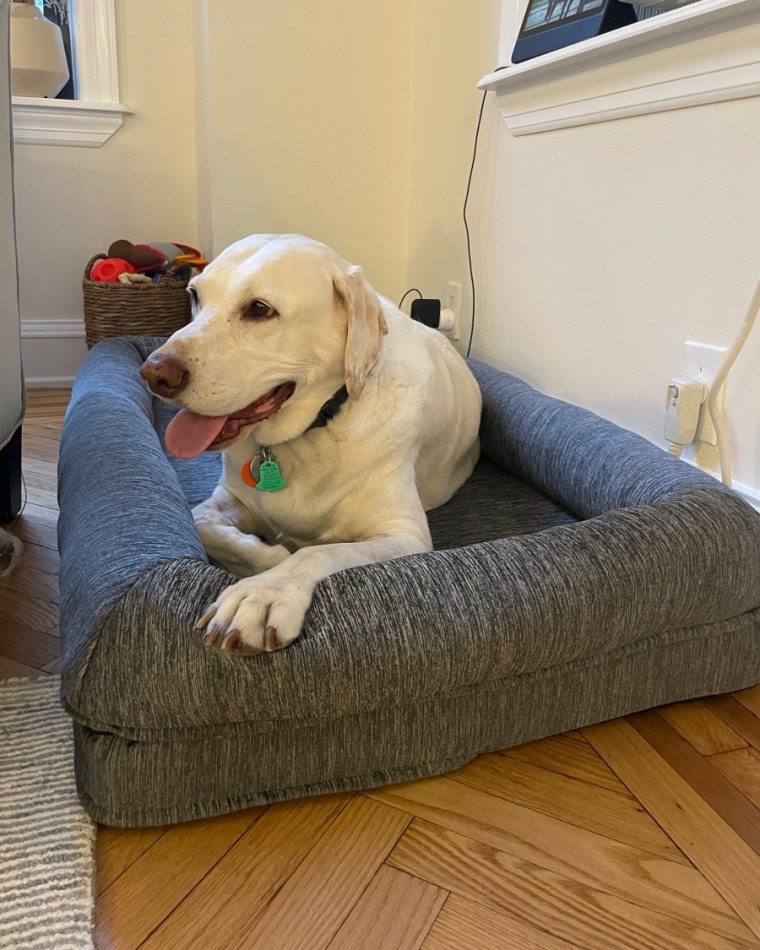 Yellow lab laying in gray dog bed on wood floor