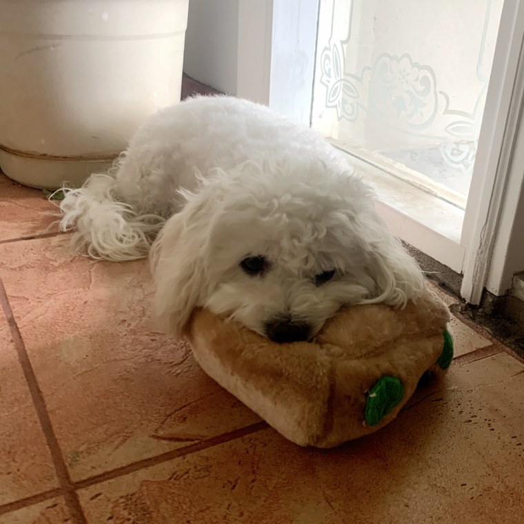 Small white dog laying on tree trunk toy