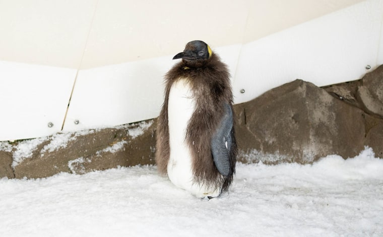 Pesto, the viral king penguin