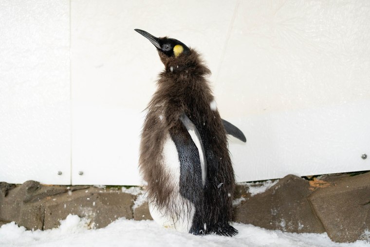 Pesto, the viral baby penguin, sheds her brown feathers: see the pictures