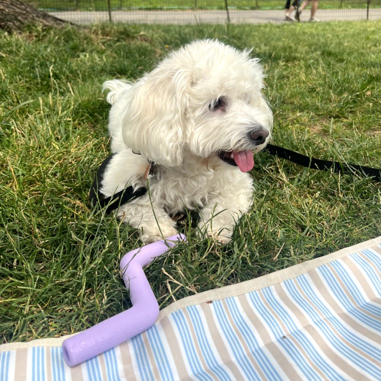 Small white dog laying on grass with lilac toys