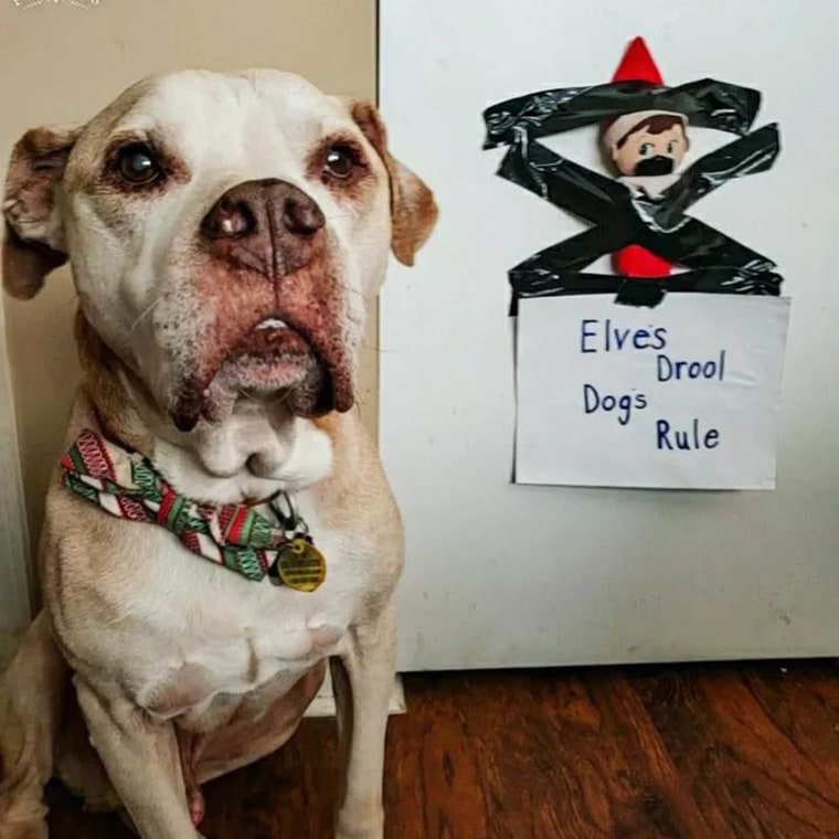 Elf on The Shelf