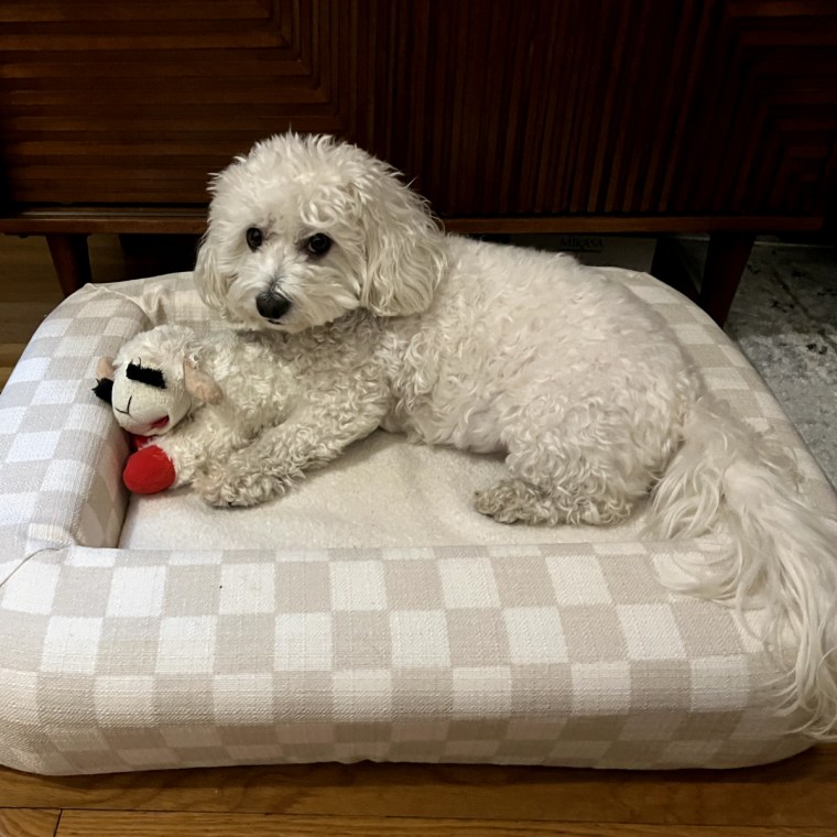 Small white dog laying in rectangular dog bed on wood floors