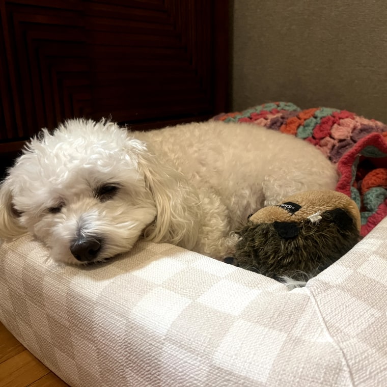 Small white dog sleeping on a beige checkered dog bed with colorful blanket and a hedgehog toy