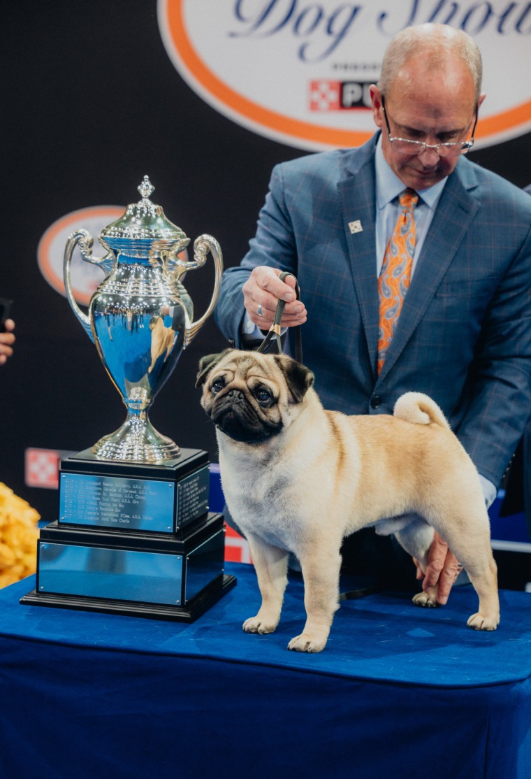 2024 National Dog Show Winner: Meet Vito