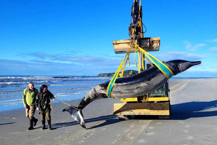 A handout photo taken on July 5, 2024 and received on July 16 from the New Zealand Department of Conservation shows rangers Jim Fyfe (L) and Tumai Cassidy walking beside what appears to be the carcass of a rare spade-toothed whale after it was discovered washed ashore on a beach near Taieri Mouth in New Zealand's southern Otago province.