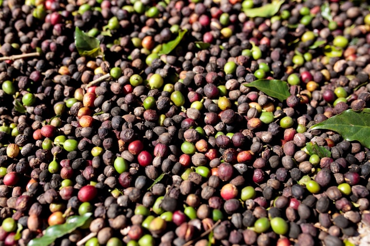 Coffee Harvest As Arabica Declines On Speculation Brazil's Main Areas Escaped Frost