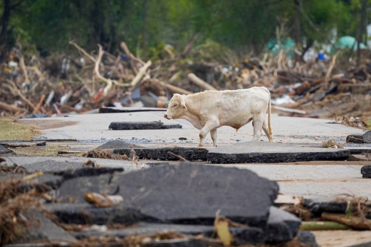 A cow wanders amid debris.