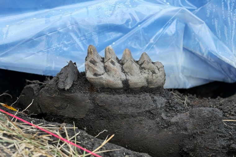 A homeowner near Scotchtown, NY, uncovered a complete mastodon jaw in their backyard.