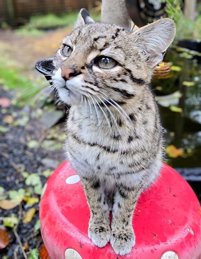 Mouse, a Geoffroy's Cat, died after contracting bird flu at the Wild Felid Advocacy Center of Washington in Shelton, Wash.