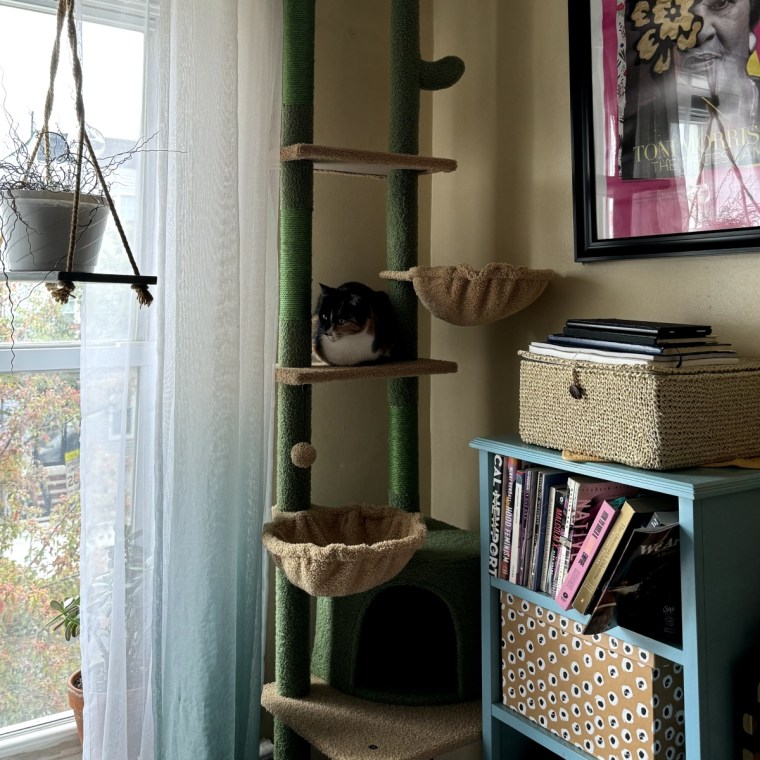 Cat sits on the shelf of the Pawz Road Cactus Cat tree.