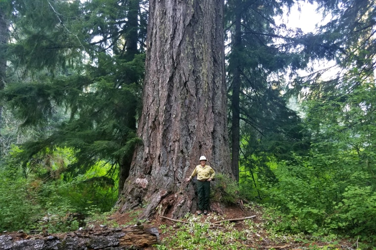 Umpqua National Forest, Oregon