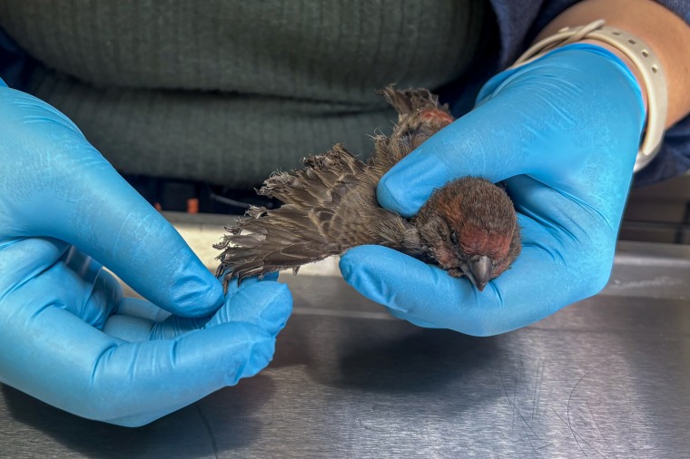 Bird being treated.