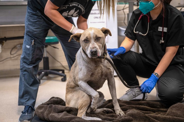 Dog with burned paws.