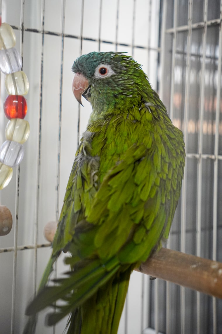 Ducky the parrot, one of many pets whose families evacuated.