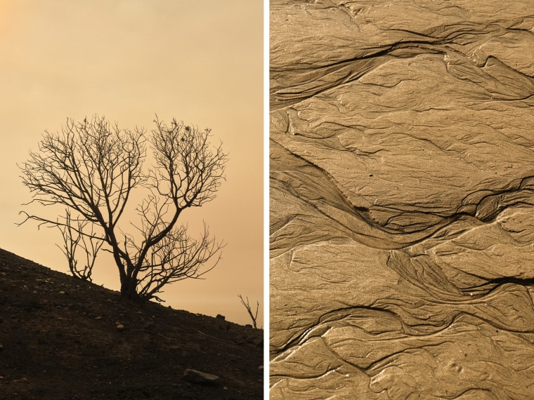 A charred and leafless tree; damp sand.