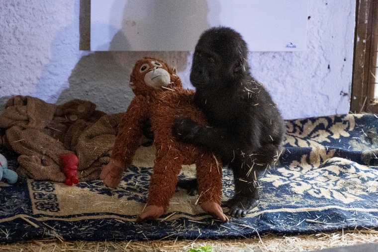 The gorilla cub captured at Istanbul Airport named 'Zeytin'