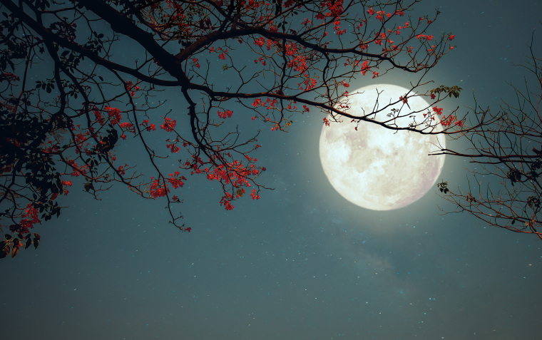 Full moon with flowers blossoming on a tree.