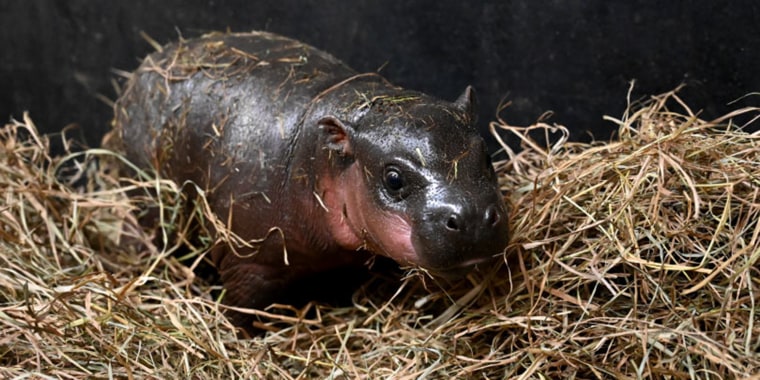 Meet Poppy, the baby pygmy hippo!