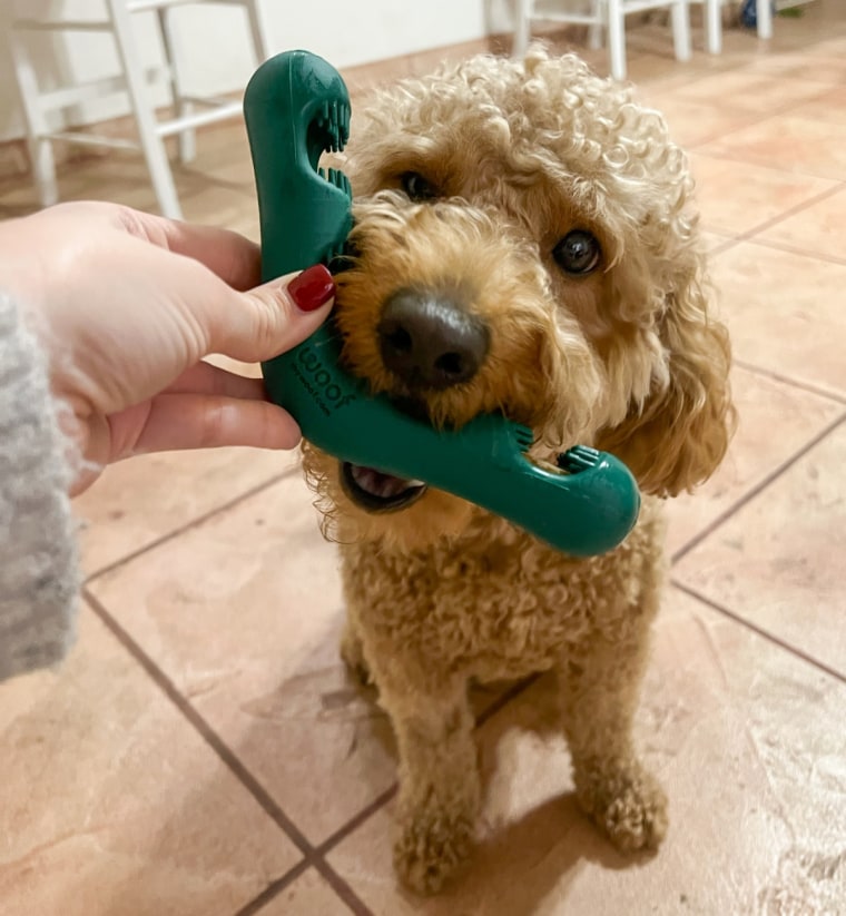 Image of Bite n’ Brush with treat inside and brown dog with the brush in its mouth.