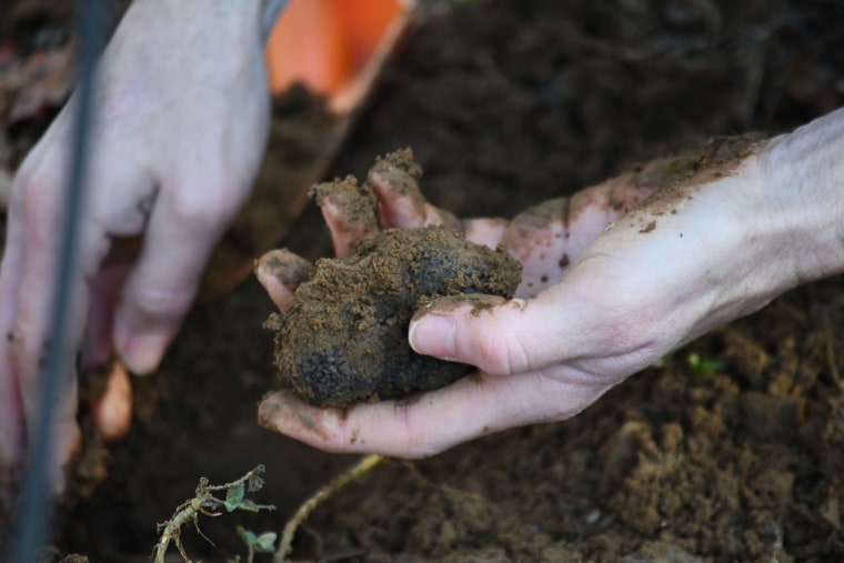 Trufas em Virginia Truffles, em Rixeyville, VA.