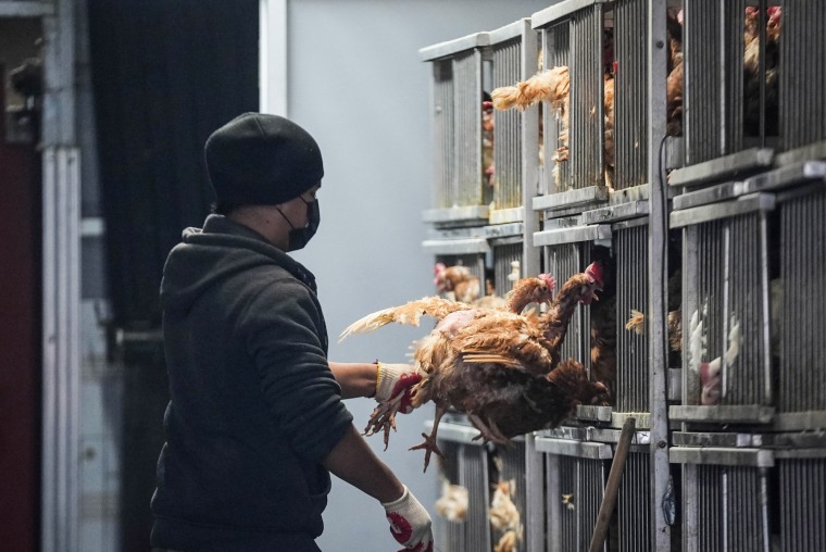 A man handles two chickens near cages at a live poultry market