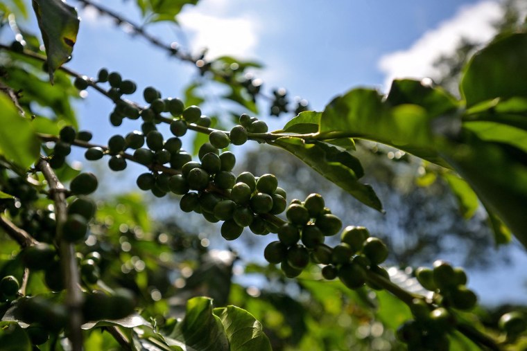 An organic coffee plant in Divinolandia, Brazil.